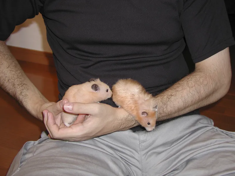 Hamster hiding in a coconut shell house