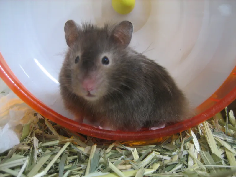 Hamster peeking out of a coconut shell