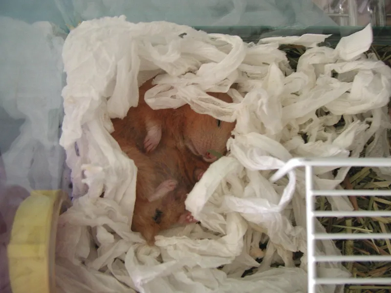 Hamster sleeping in a cozy tissue nest