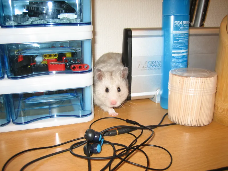 Hamster on a desk adventure
