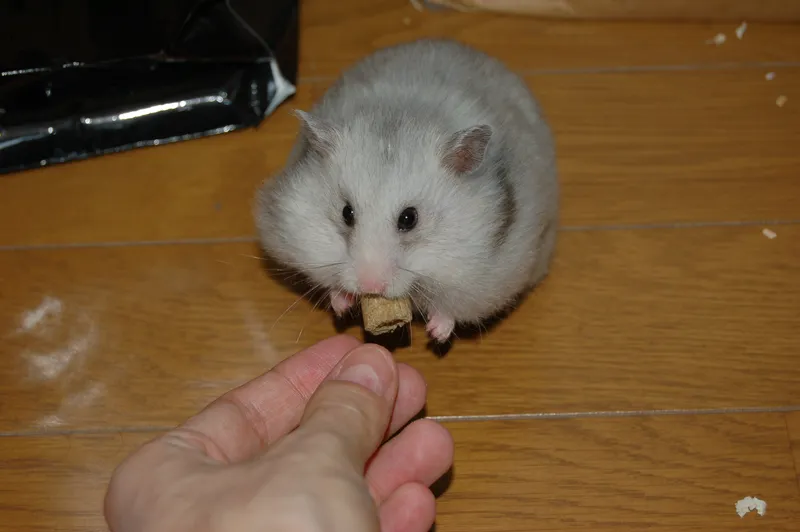 Hamster exploring the desk
