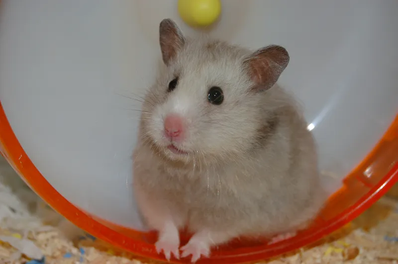 Two hamsters being held together
