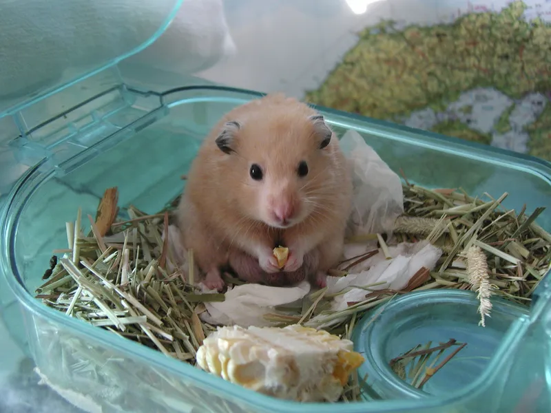 One of our hamsters enjoying a snack