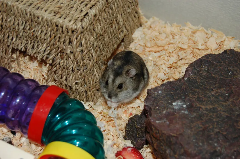 Hamster eating a strawberry