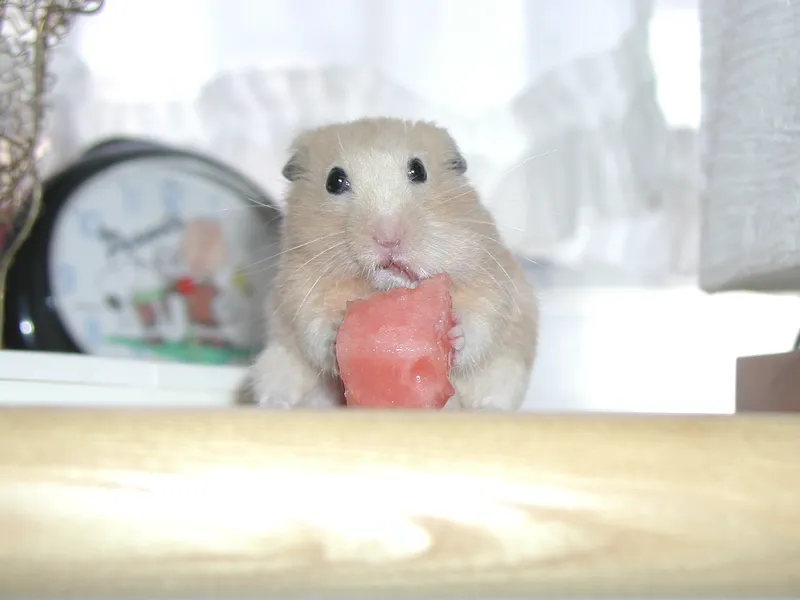 Hamster enjoying a piece of watermelon