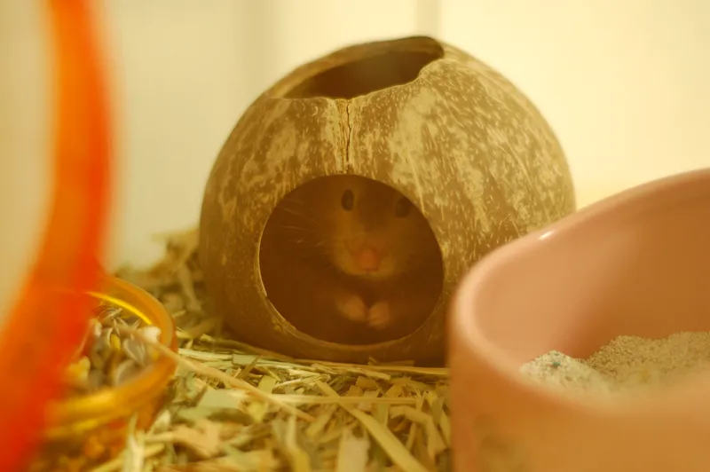 Hamster posing in an exercise wheel